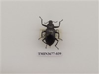 藏品(偽步行蟲)的圖片